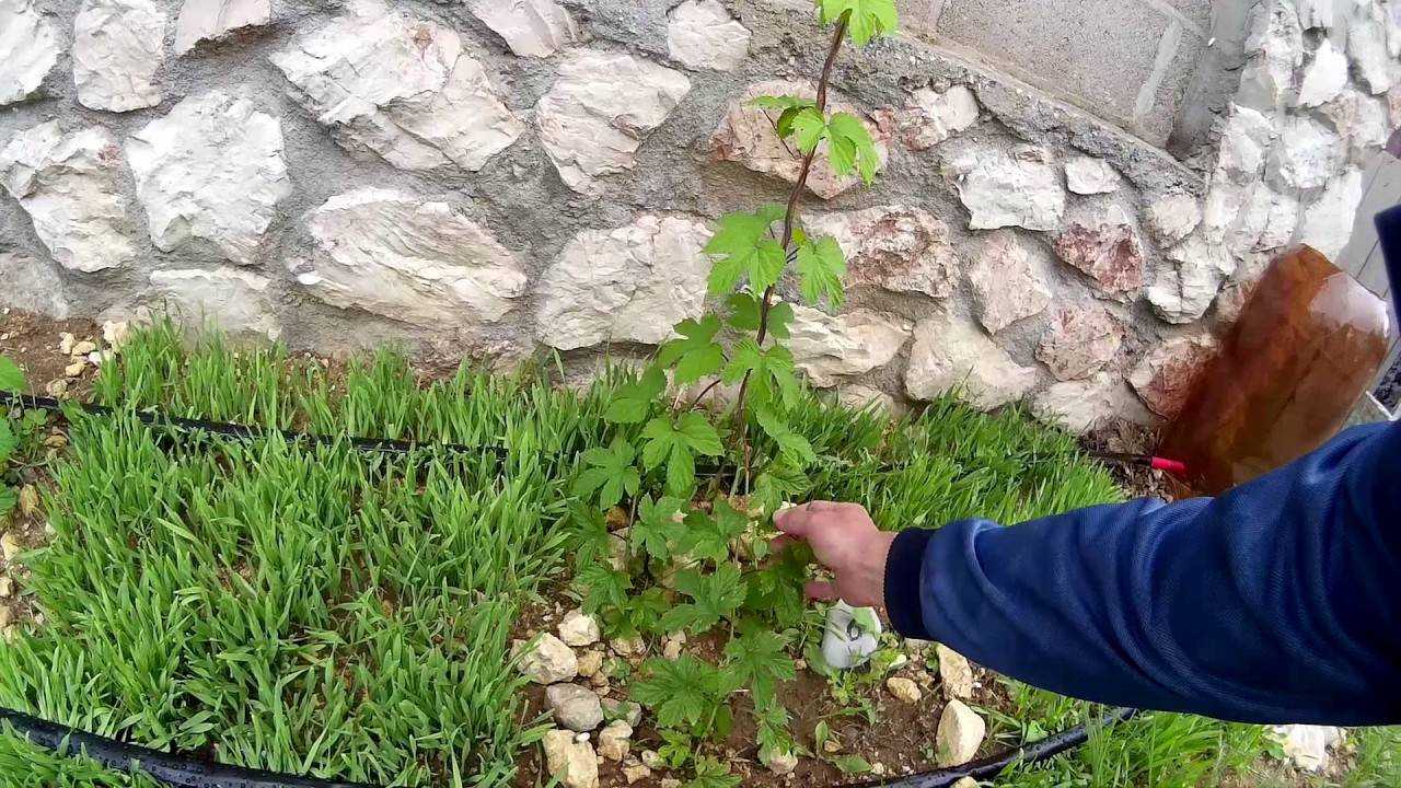Как избавиться от хмеля в огороде навсегда народными средствами на садовом участке - как бороться и уничтожить, как вывести