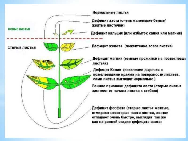 Желтеют и опадают листья комнатной розы: как вылечить растение