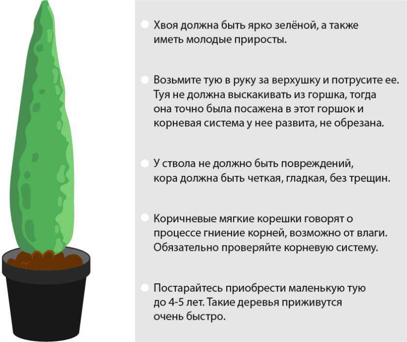 Как ухаживать за туей весной, чтобы не бурела хвоя