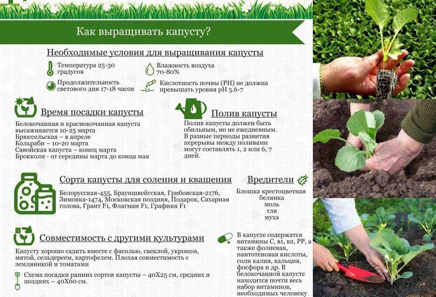Посадка капусты в открытый грунт рассадой: правила посадки