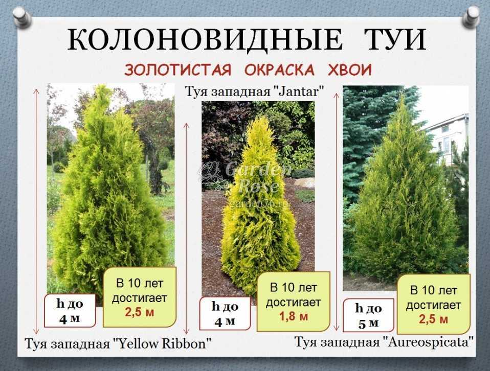 Когда сажать туи весной в грунт и на каком расстоянии? как ухаживать?