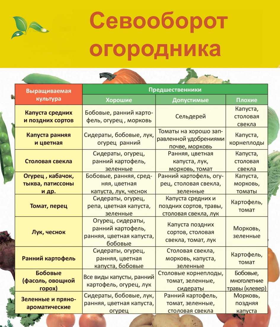 Что можно сажать после моркови на следующий год