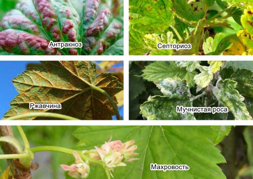 Красные пятна на листьях смородины: как бороться, чем лечить, причины заболевания