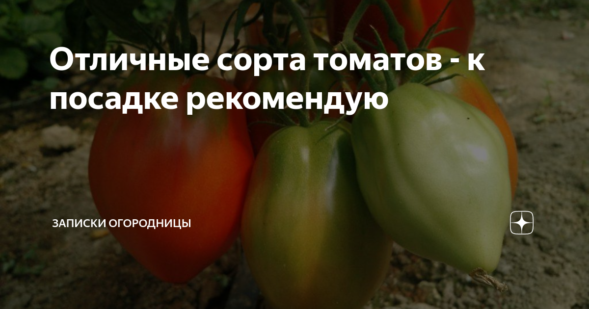 Помидор и персик в одном флаконе! описание подвидов томата: жёлтый, красный и розовый f1