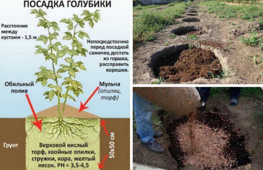 Почему нельзя сажать хвойные деревья на участке: приметы и суеверия