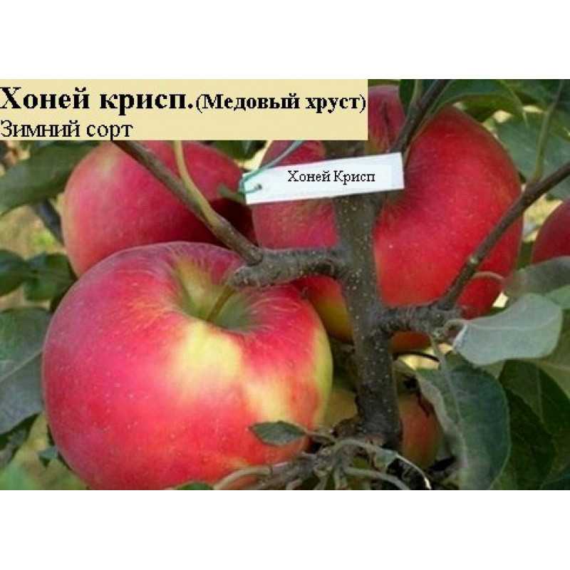 Описание сорта яблони уральское наливное: фото яблок, важные характеристики, урожайность с дерева