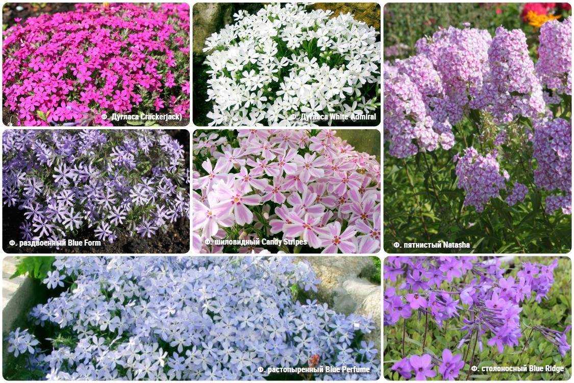 Флоксы Многолетние Посадка И Уход Фото Размножение