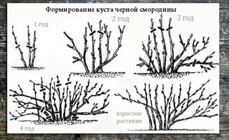 Черная смородина пигмей, от посадки до сбора урожая