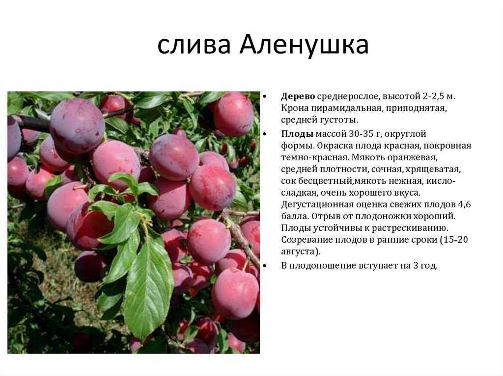 ᐉ слива китайская описание и особенности - roza-zanoza.ru
