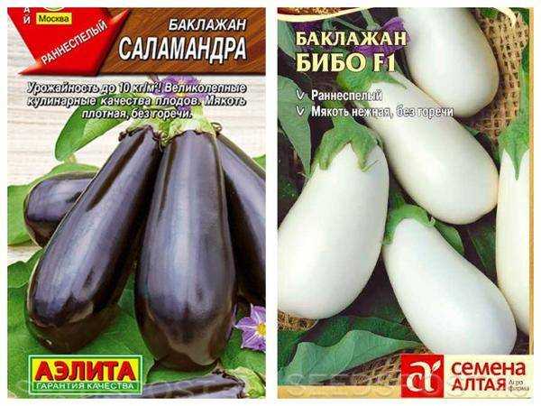 Баклажан бибо: описание и характеристики сорта, выращивание и уход, отзывы с фото