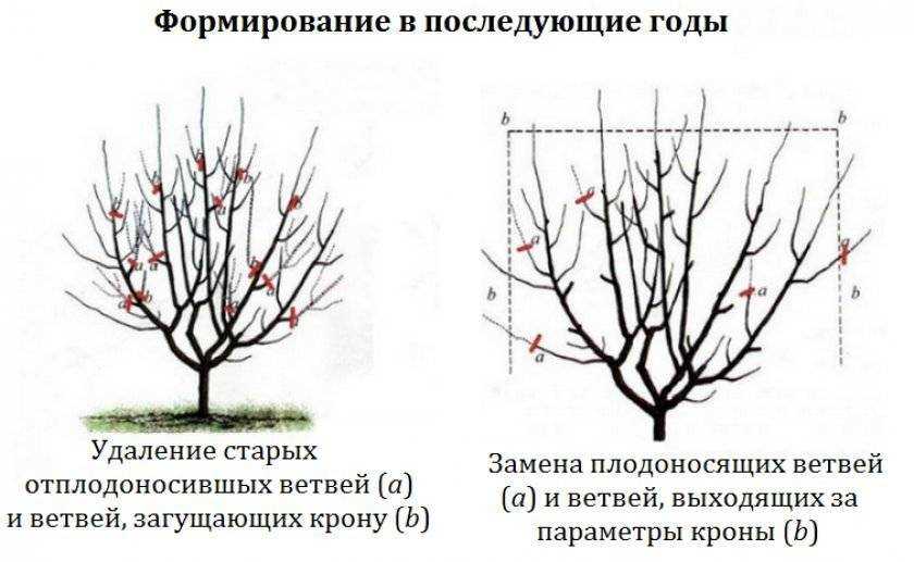 Обрезка кустовой вишни весной для начинающих в картинках пошагово