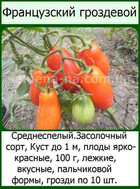 Томат "французский гроздевой": характеристика и описание сорта, отзывы, фото