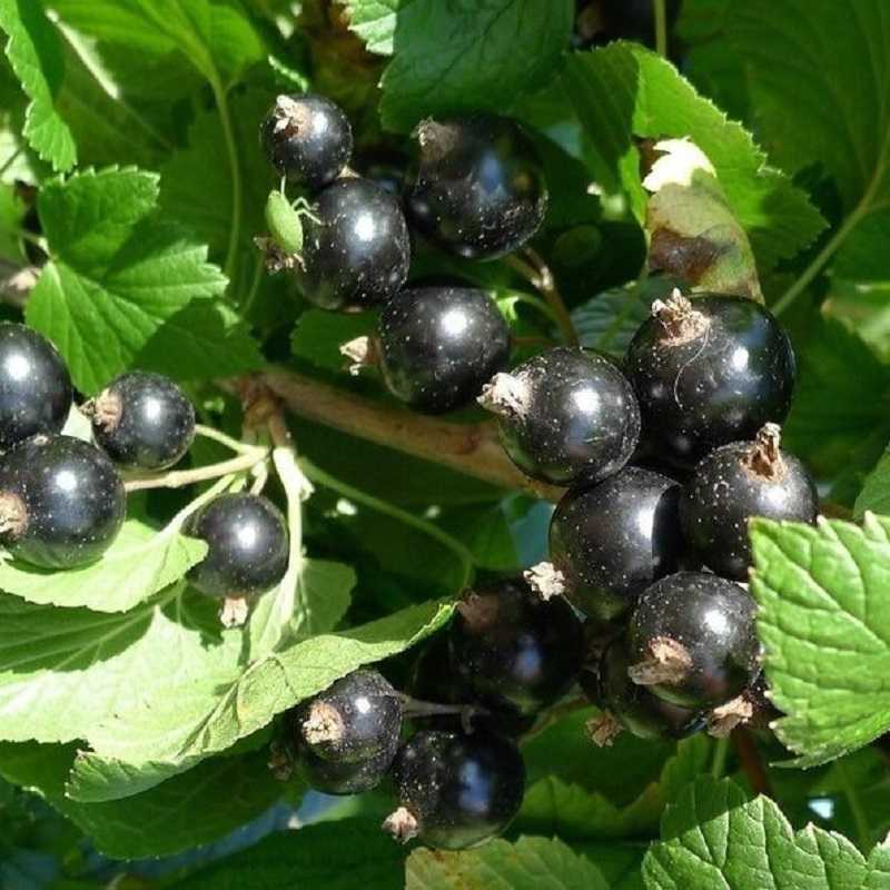 Описание и характеристика черной смородины сорта селеченская, посадка и уход
