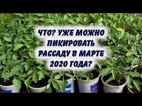 Помидоры после пересадки: как ухаживать, лунный календарь работ