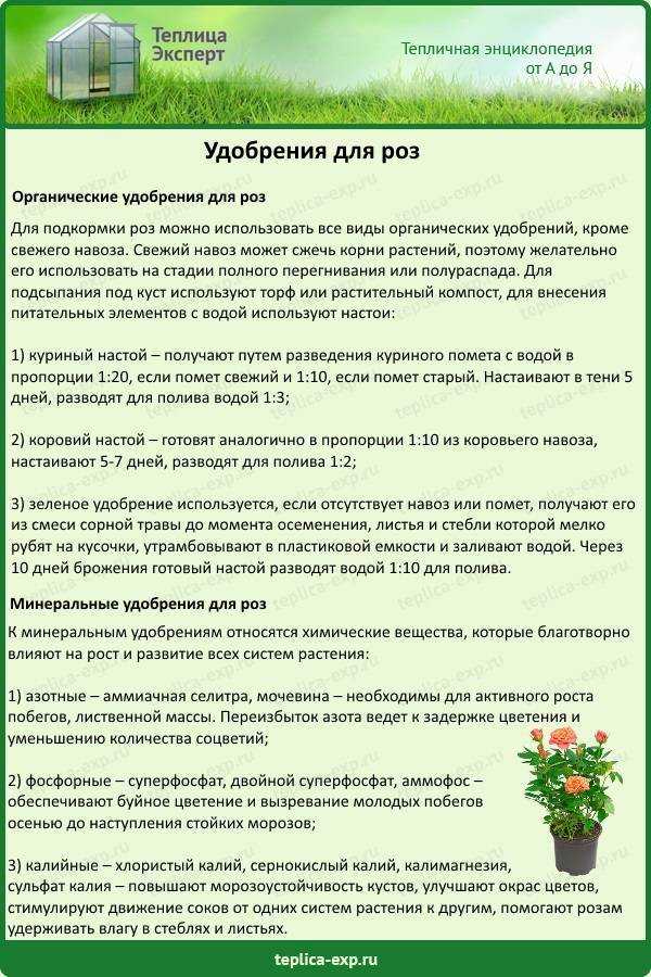 Сколько и когда цветет флокс: шиловидный и метельчатый, чем удобрить?