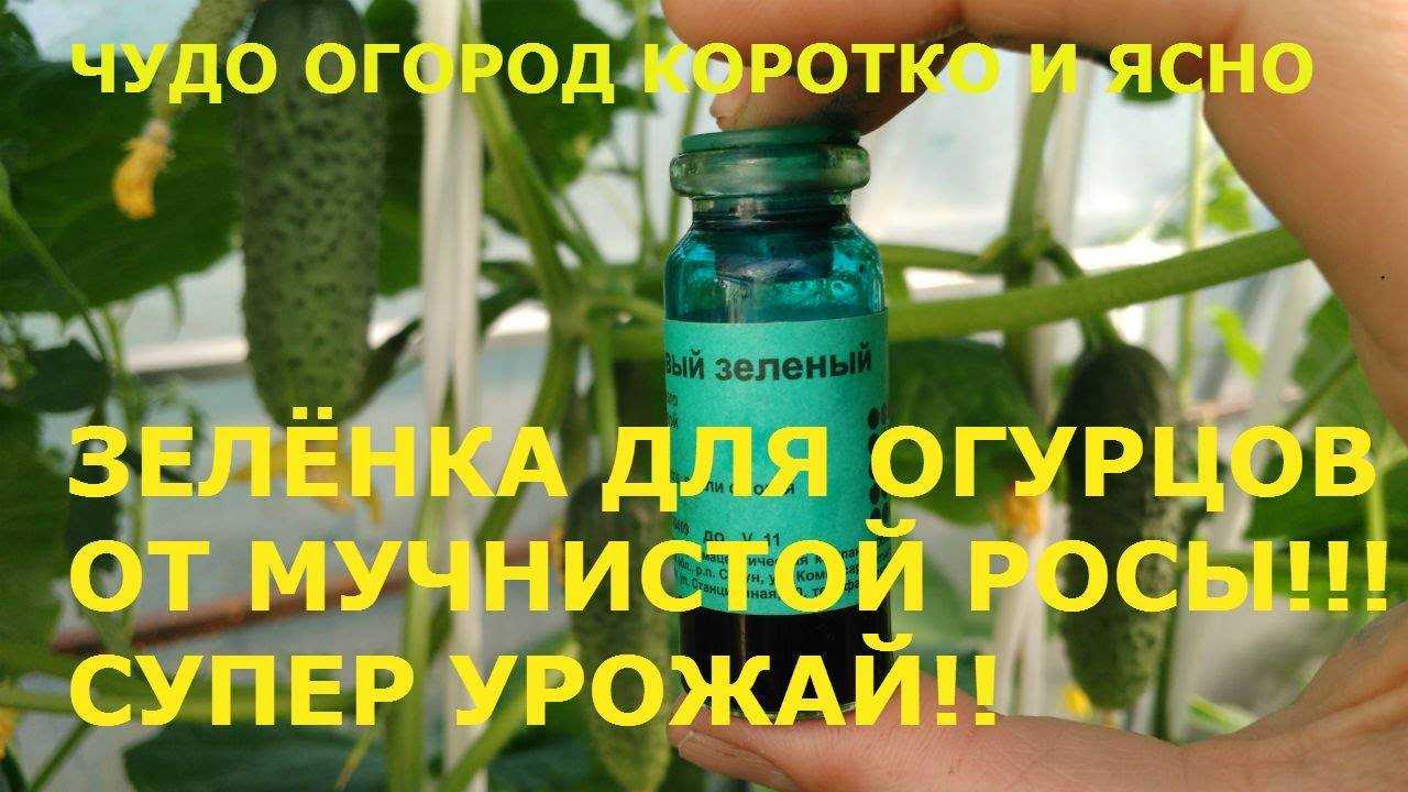 Подкормка огурцов борной кислотой, йодом и молоком: отличный состав для повышения урожайности и профилактики заболеваний - etocvetochki.com