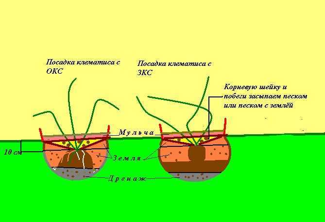 Фундук: выращивание и уход, посадка лещины в открытом грунте, уход и размножение