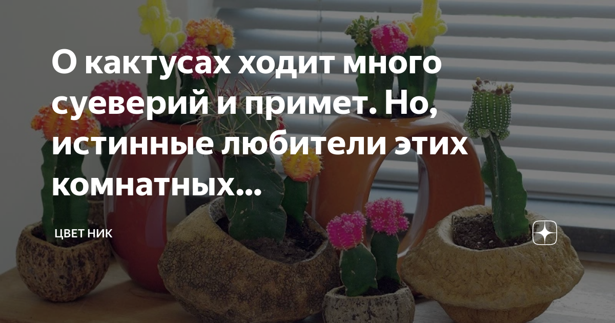 Для дома кактус полезен или вреден: влияние растения