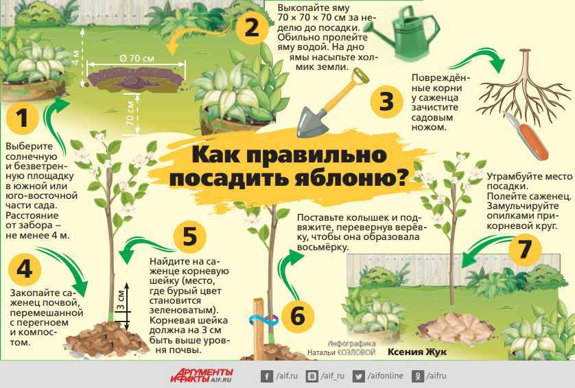 10 сортов колоновидных яблонь, которые я рекомендую для средней полосы