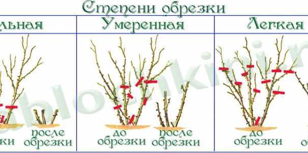 Как обрезать ежевику осенью?