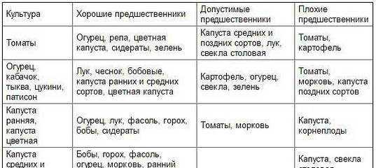 Что посадить после помидоров на следующий год и в текущем сезоне
