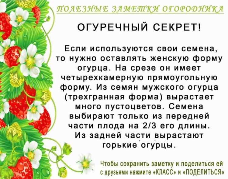 Осенние работы в саду и огороде, о которых я никогда не забываю. подготовка почвы к зиме. фото — ботаничка