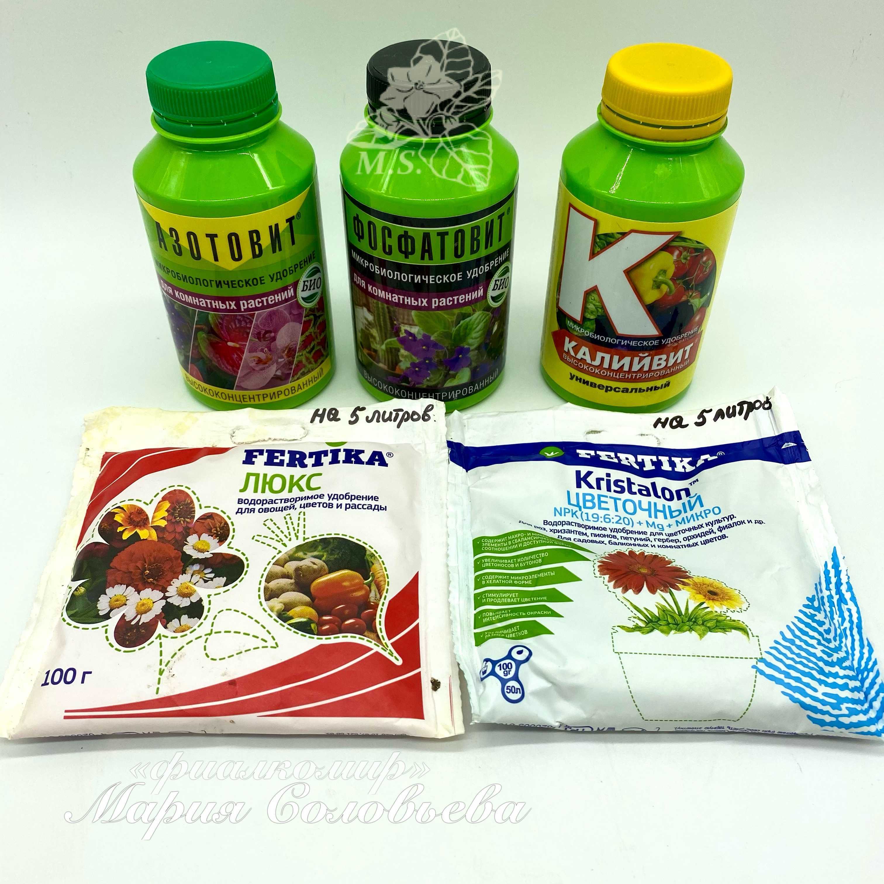 Лучшая подкормка фиалок для цветения шапкой