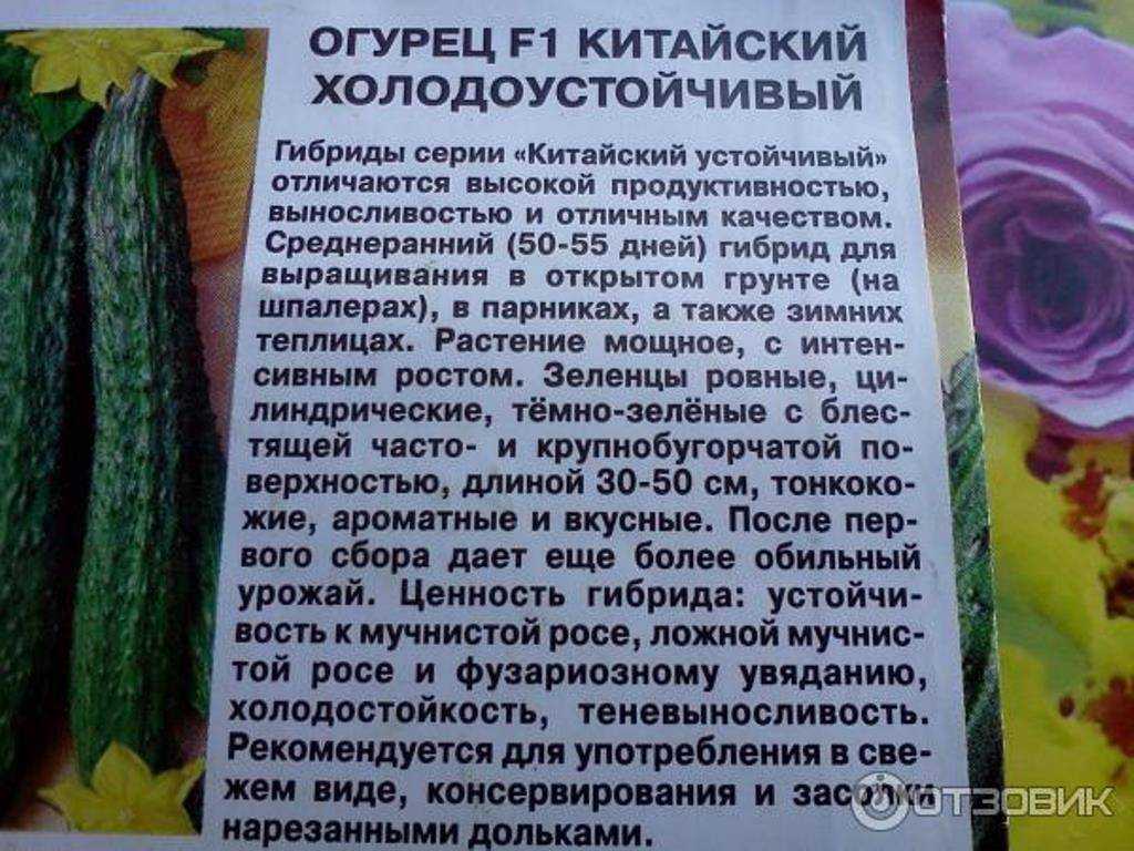 Лучшие сорта китайских огурцов и особенности их выращивания