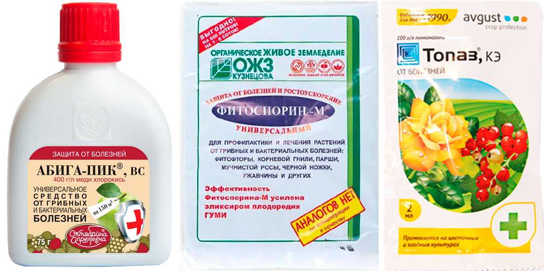 Как избавиться от ржавчины на растениях - средства борьбы