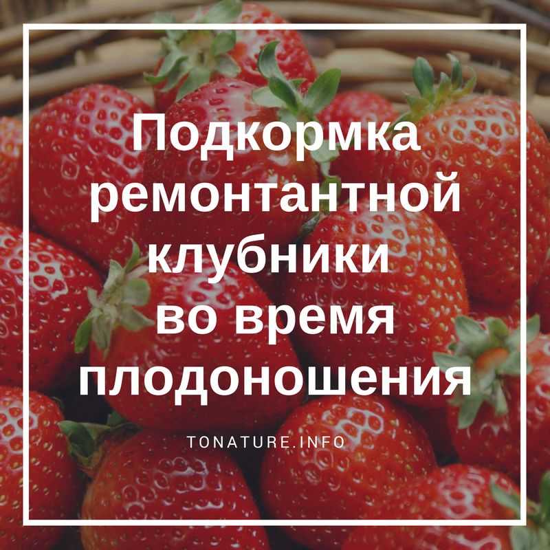 ✅ подкормка клубники во время цветения и плодоношения, чем подкормить клубнику для хорошего урожая