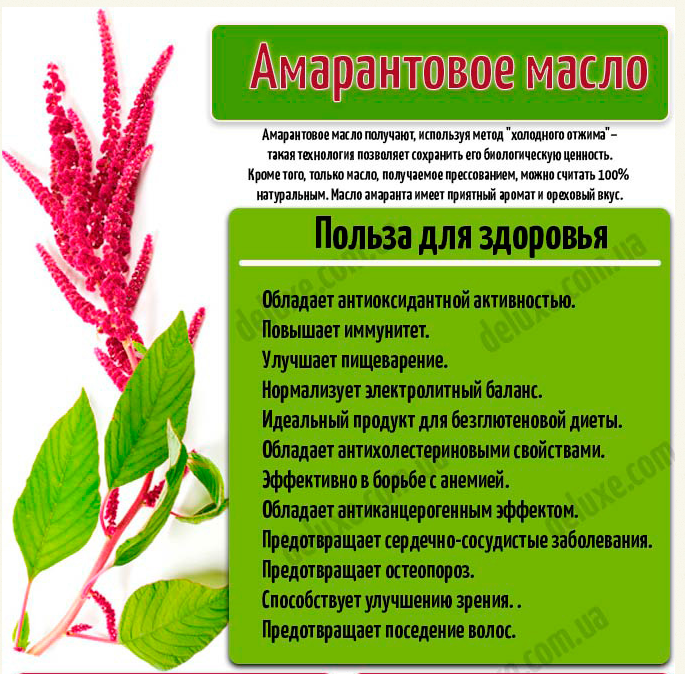 Амарант - разнообразие видов и сортов, особенности выращивания