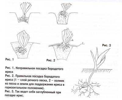 ᐉ как пересадить ирисы летом - godacha.ru