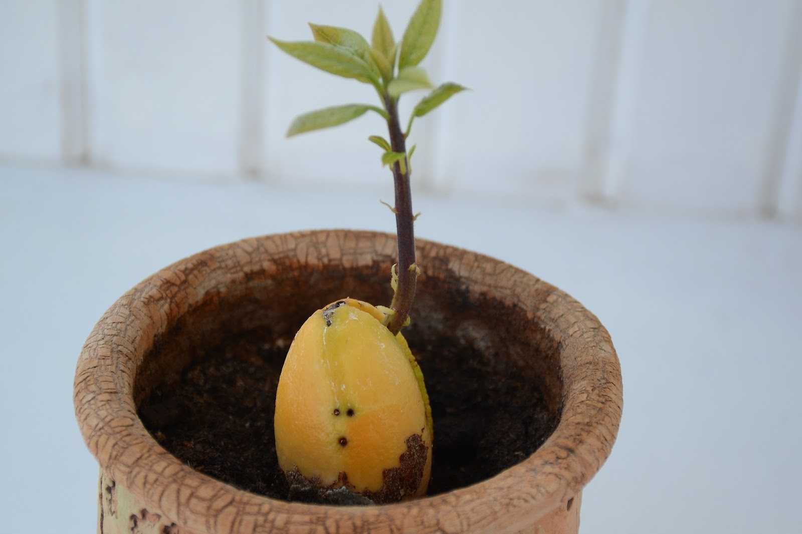 Манго в домашних условиях из косточки вырастить. Прорастить манго. Манго пророщенный из косточки. Авокадо из косточки. Пророщенное семечко авокадо.