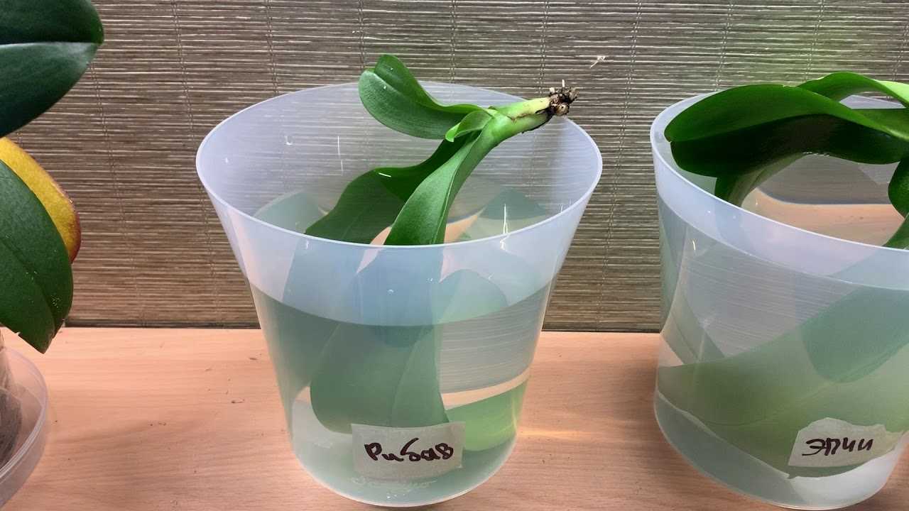 Как нарастить корни орхидеи в домашних
