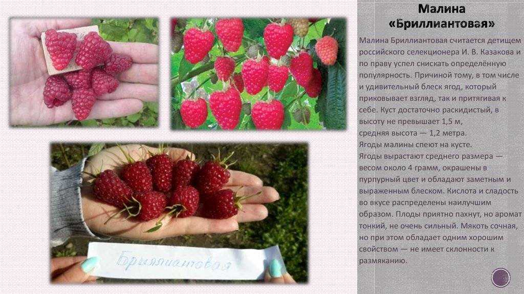 Малина брянское диво: посадка и уход