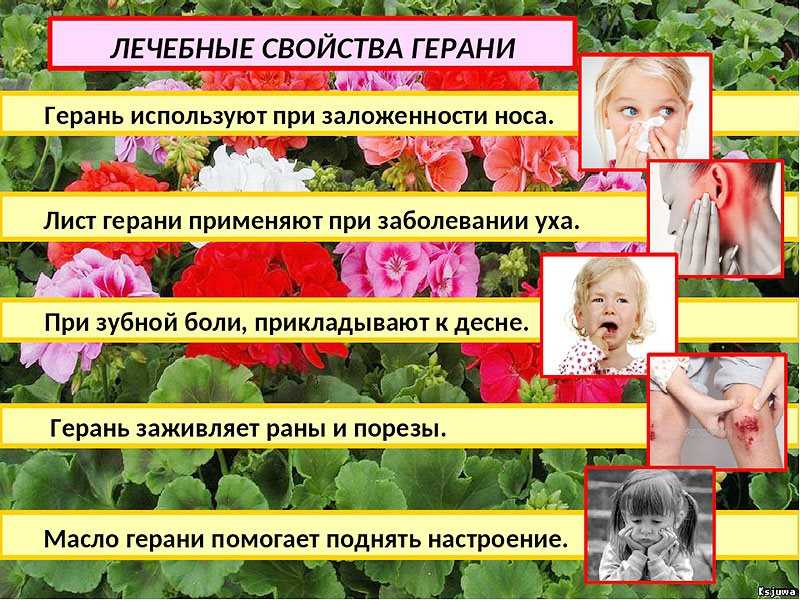 Комнатная герань: лечебные свойства и противопоказания. польза и вред герани в доме для здоровья человека. магические свойства герани