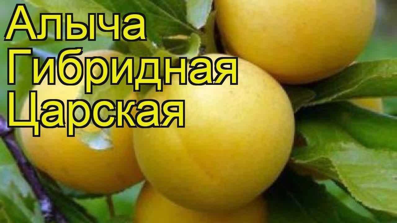Алыча подарок санкт-петербургу: описание сорта и опылители, посадка и уход с фото