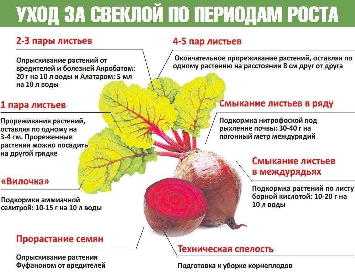 Чем подкормить свеклу для роста и урожая в открытом грунте?