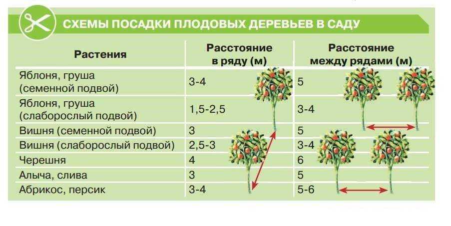 Сорта яблони на карликовых подвоях: самые лучшие низкорослые деревья, а также посадка и уход за ними