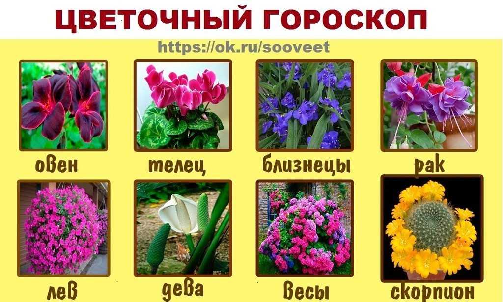 Цветочный гороскоп по знакам зодиака: какое растение принесет в дом счастье
