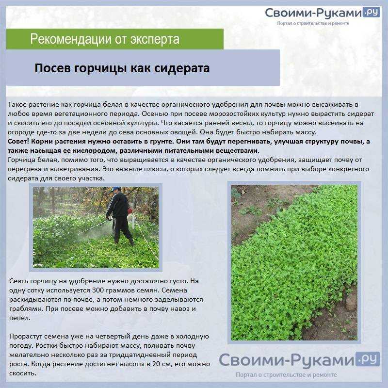 Рапс: виды и технология возделывания
