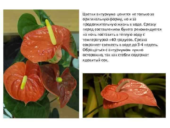 Антуриум: уход в домашних условиях, размножение и пересадка