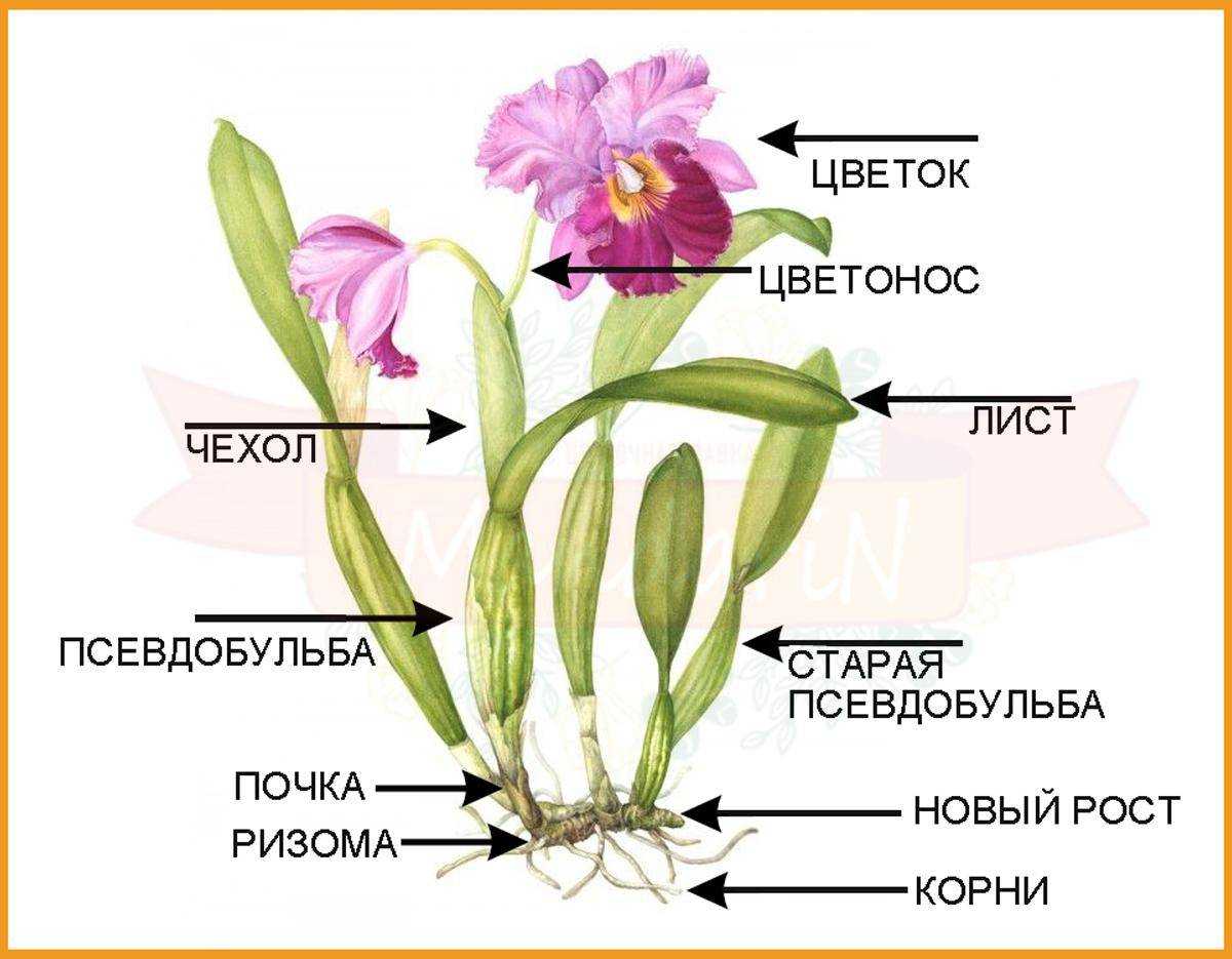 псевдобульба у орхидеи фото