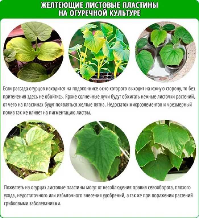 Почему желтеют листья у огурцов и что с этим делать