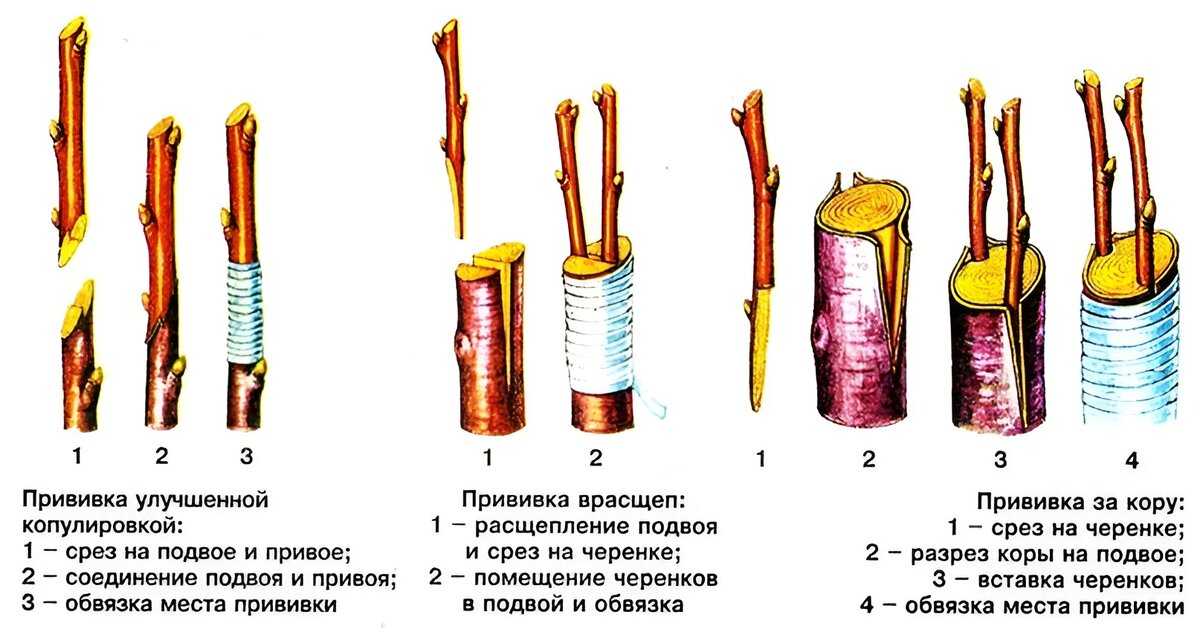 Прививка роз: секреты и особенности проведения окулировки