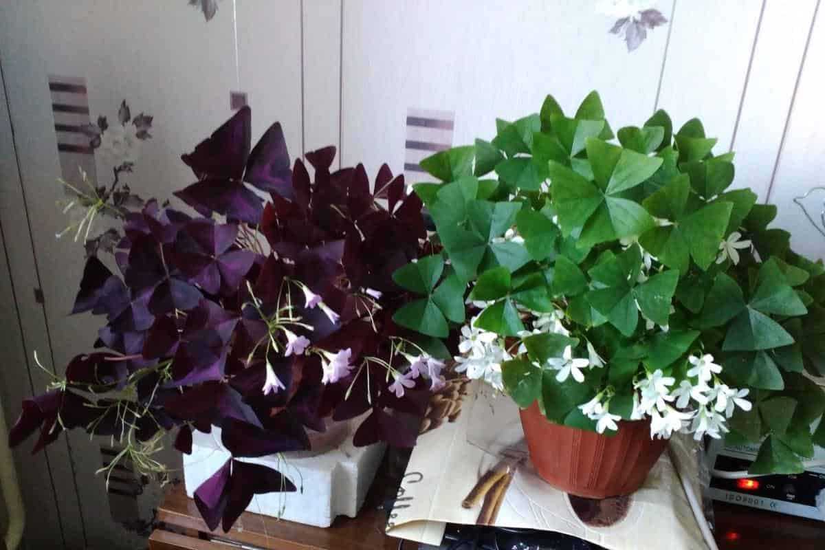 Кислица или оксалис, oxalis: комнатные, садовые, съедобные и лесные виды, сорта и условия выращивания
