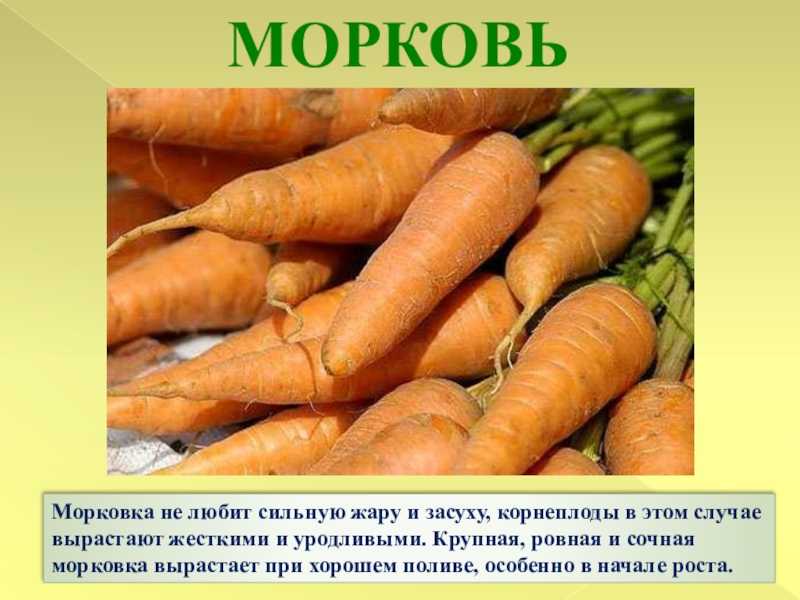 Морковь выросла кривая и с рожками — 5 основных причин selo.guru — интернет портал о сельском хозяйстве