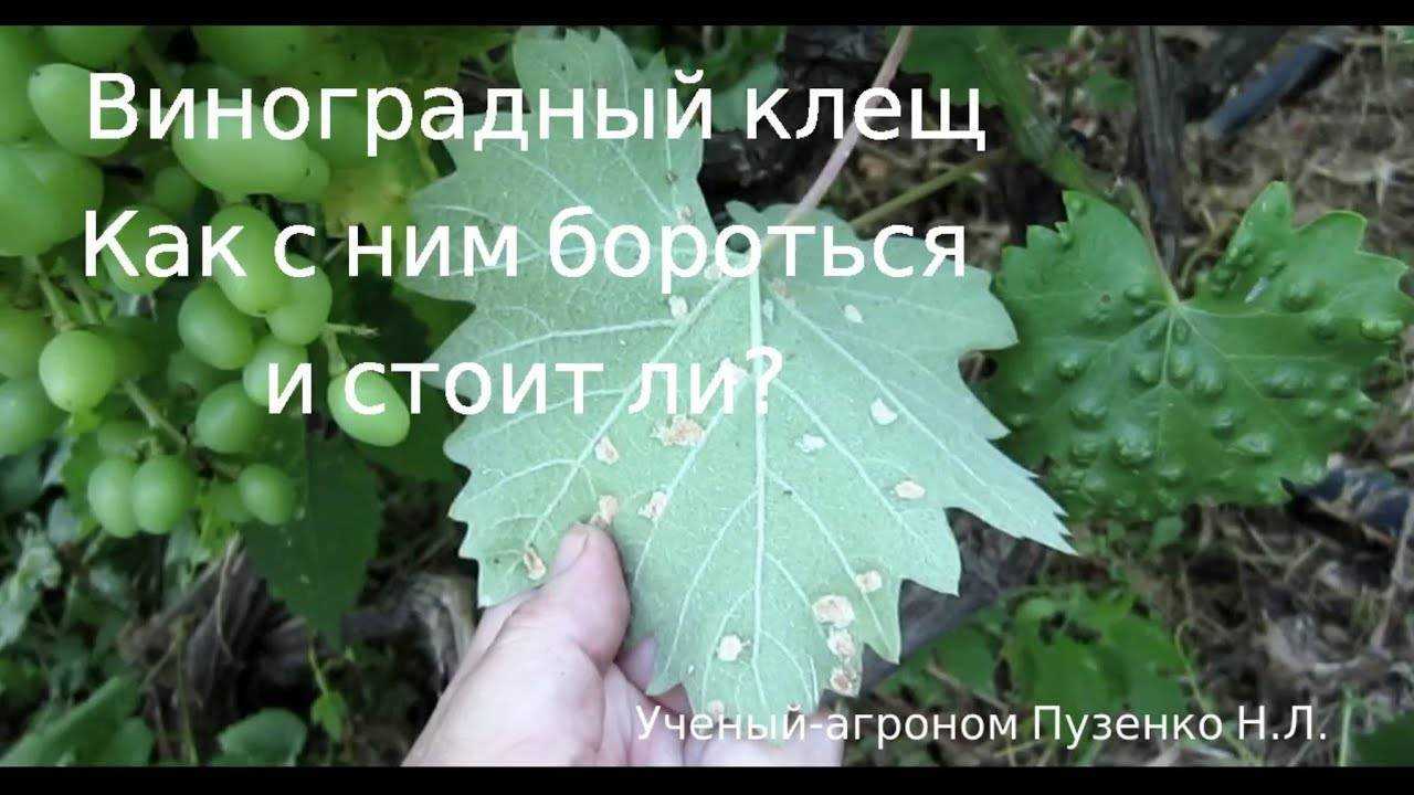 Как бороться с клещами на винограде: чем обрабатывать лозу от виноградного зудня и паутинного клеща