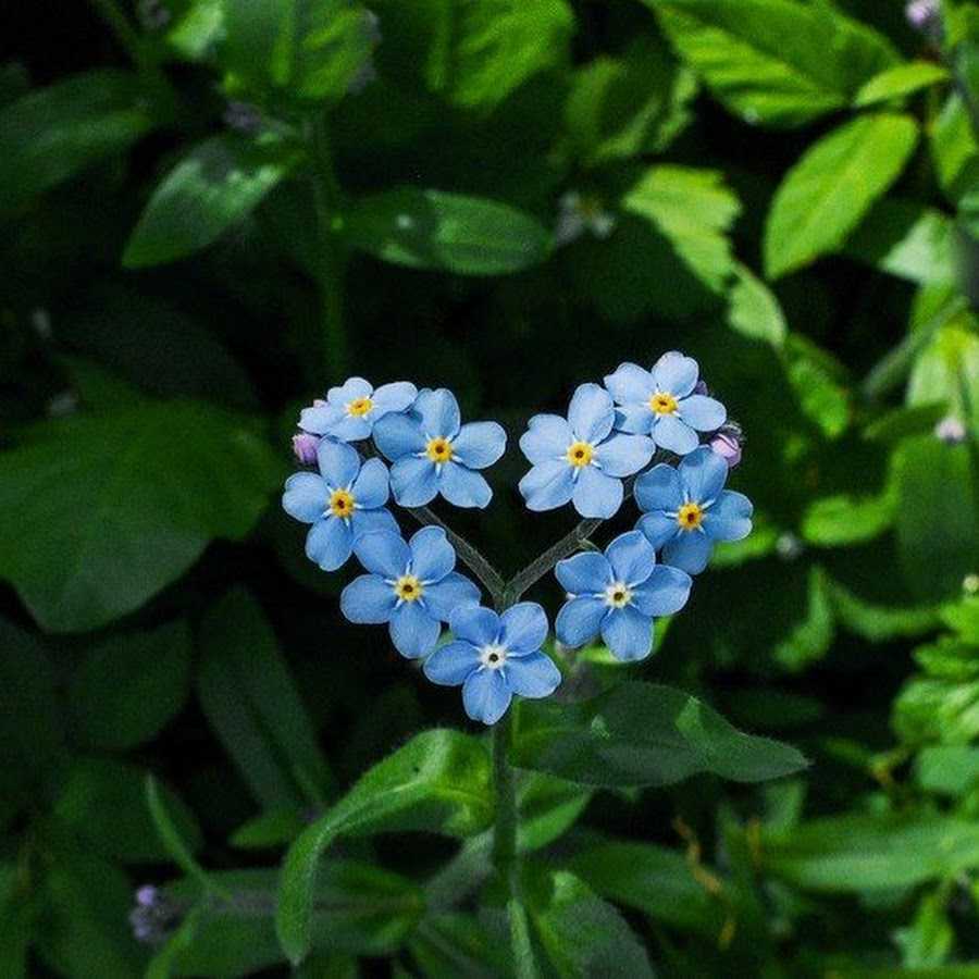 Незабудка Чекановского Myosotis czekanowskii