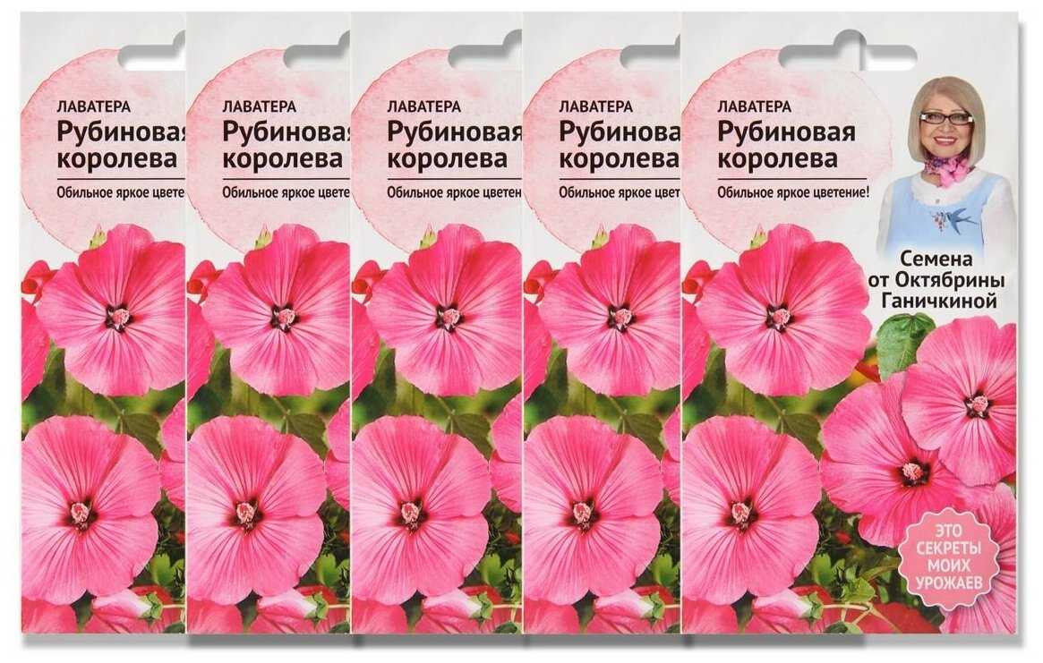 Выращивание лаватеры из семян. когда сажать на рассаду и в грунт